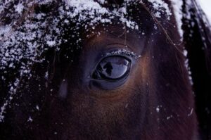 LlCT# 5 Hablando con “El caballo de Nietzsche”