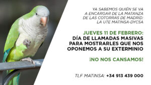 Día de llamadas contra el exterminio de las cotorras